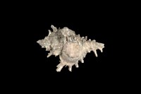 藏品(亞洲千手螺)的圖片